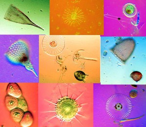 Plankton: An astonishing diversity visible from under a microscope