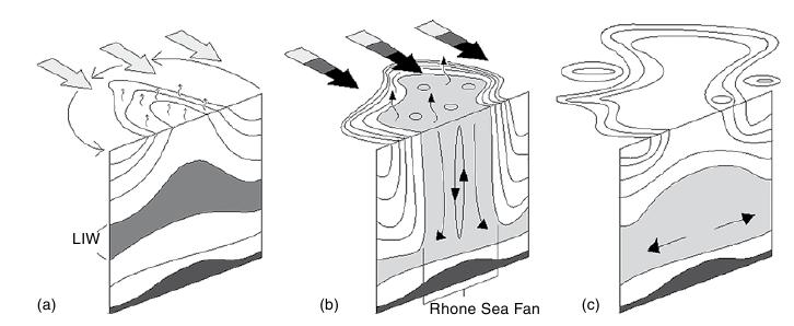 Schematic overview of convection phases: (a) isopycnal doming and erosion of stratification during pre-conditioning; (b) wind-driven surface heat loss deepens the mixed layer via plumes during violent mixing; c) baroclinic instability breaks up the mixed patch, homogenous  ater sinks and spreads, and surface  destratification completes the event (adapted from Marshall and Schott, 1999). 