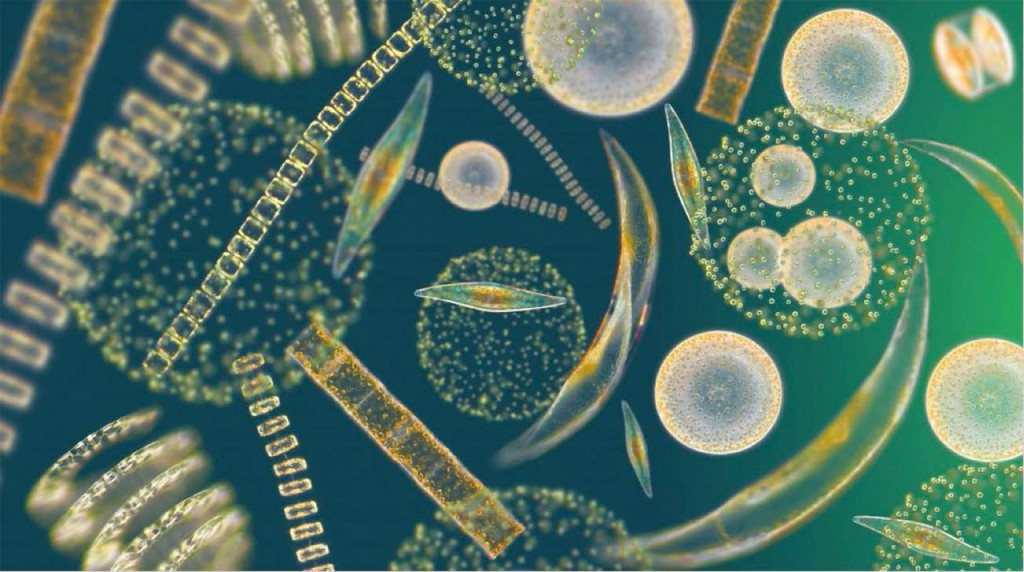 Phytoplankton, delicate and diverse, a floating force of nature. Image credit: Richard Kirby